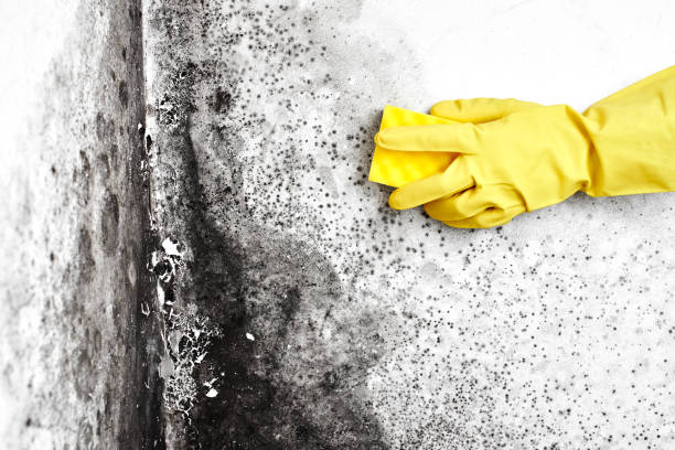 Mold Removal and Inspection in Pajaro, CA