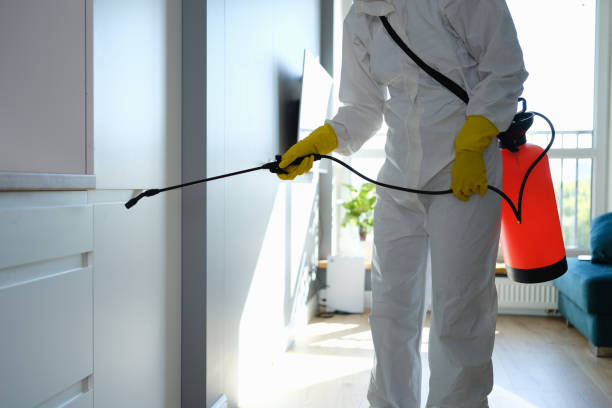 Professional Mold Removal in Pajaro, CA