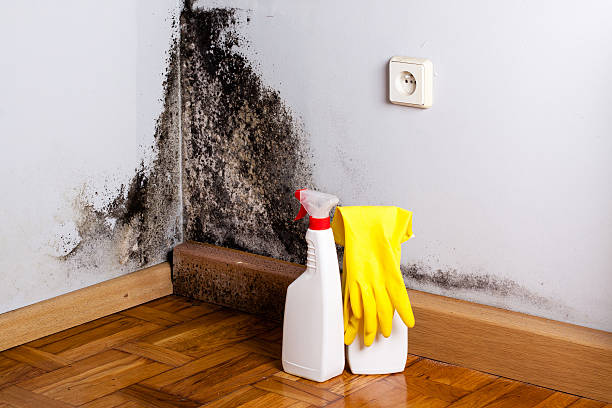 Home Mold Removal in Pajaro, CA