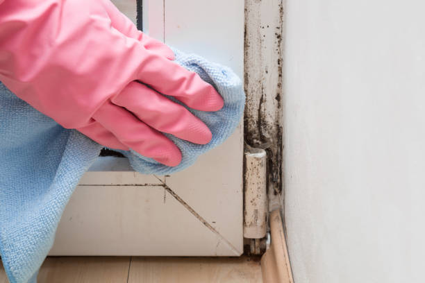 Best Mold Cleaning Services  in Pajaro, CA